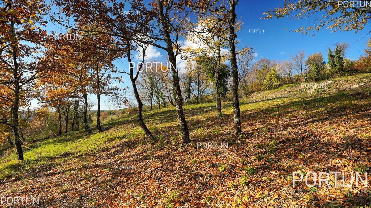 Plot of land for Sale in Grožnjan - 40441 - 08