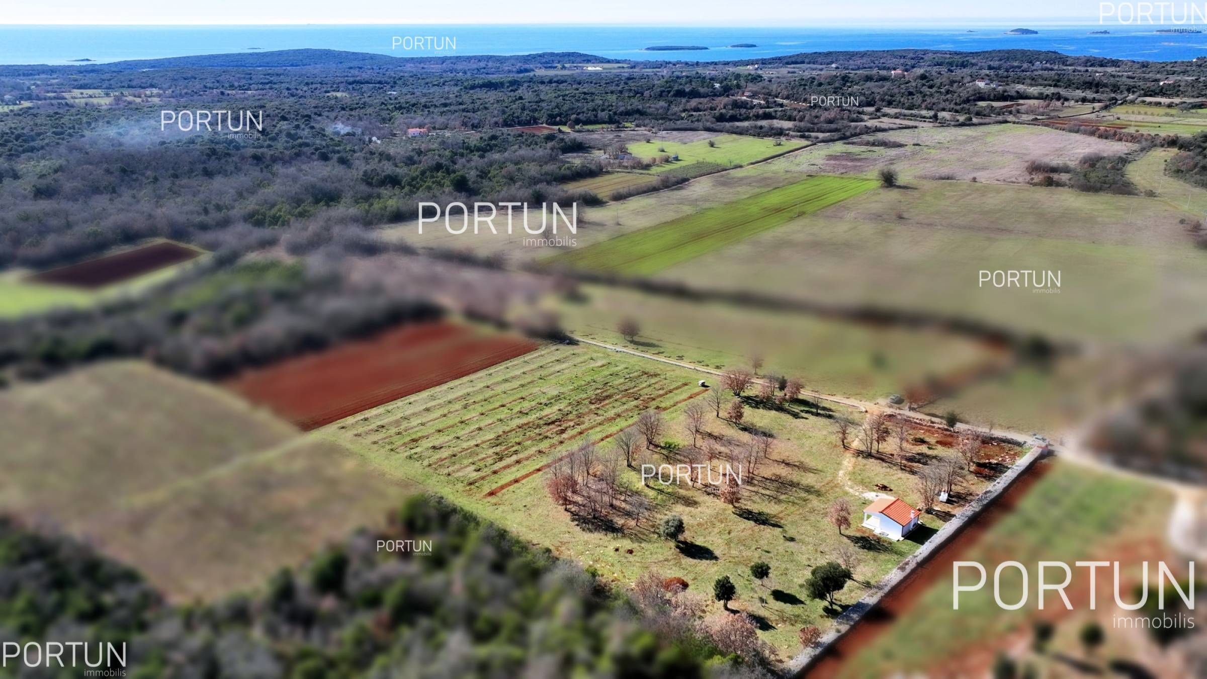 Rovinj, maslinik sa kućicom	 2