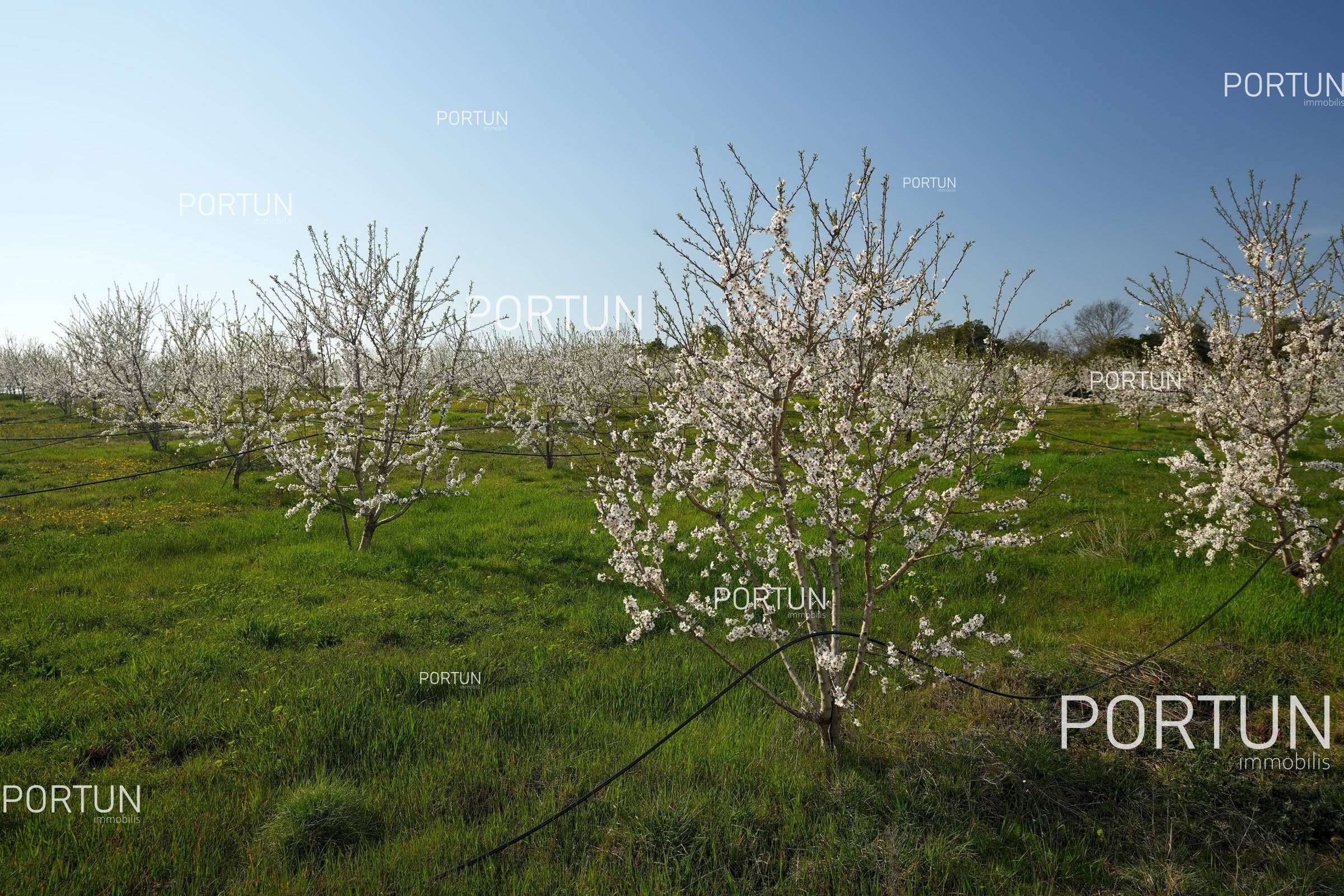 Land for sale near Rovinj 01