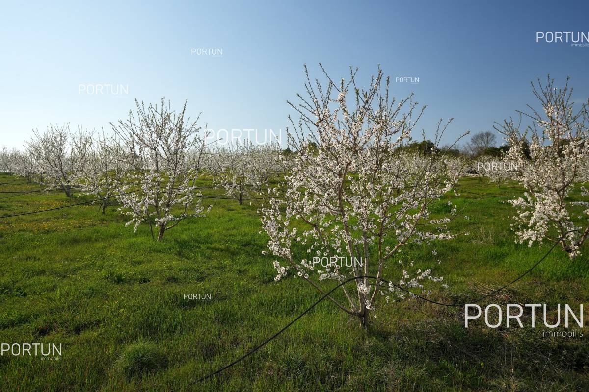 Land for sale near Rovinj 01