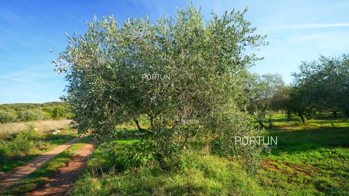 Zemljište na prodaju Rovinj - 40537 - 03