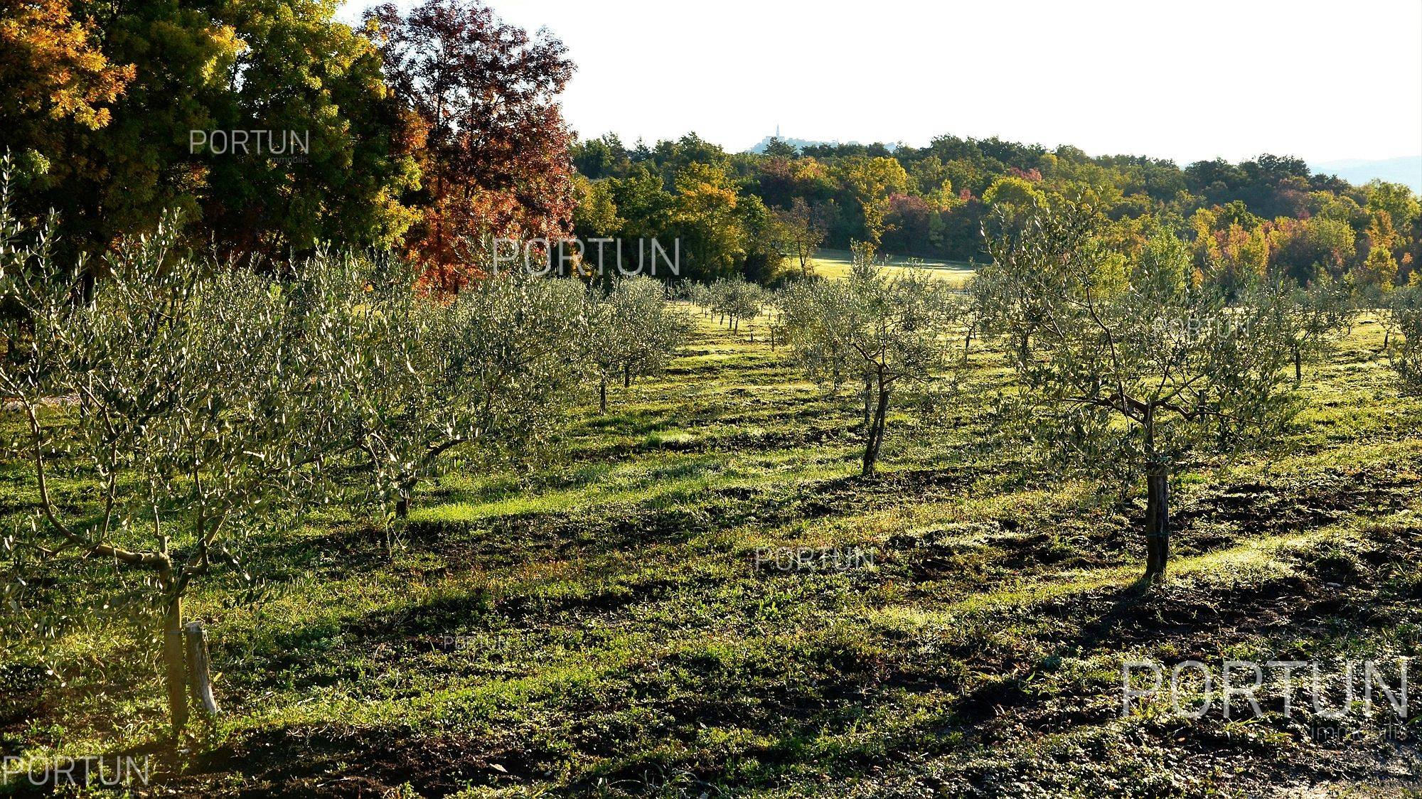 Telket  Buje - 40384 - 15