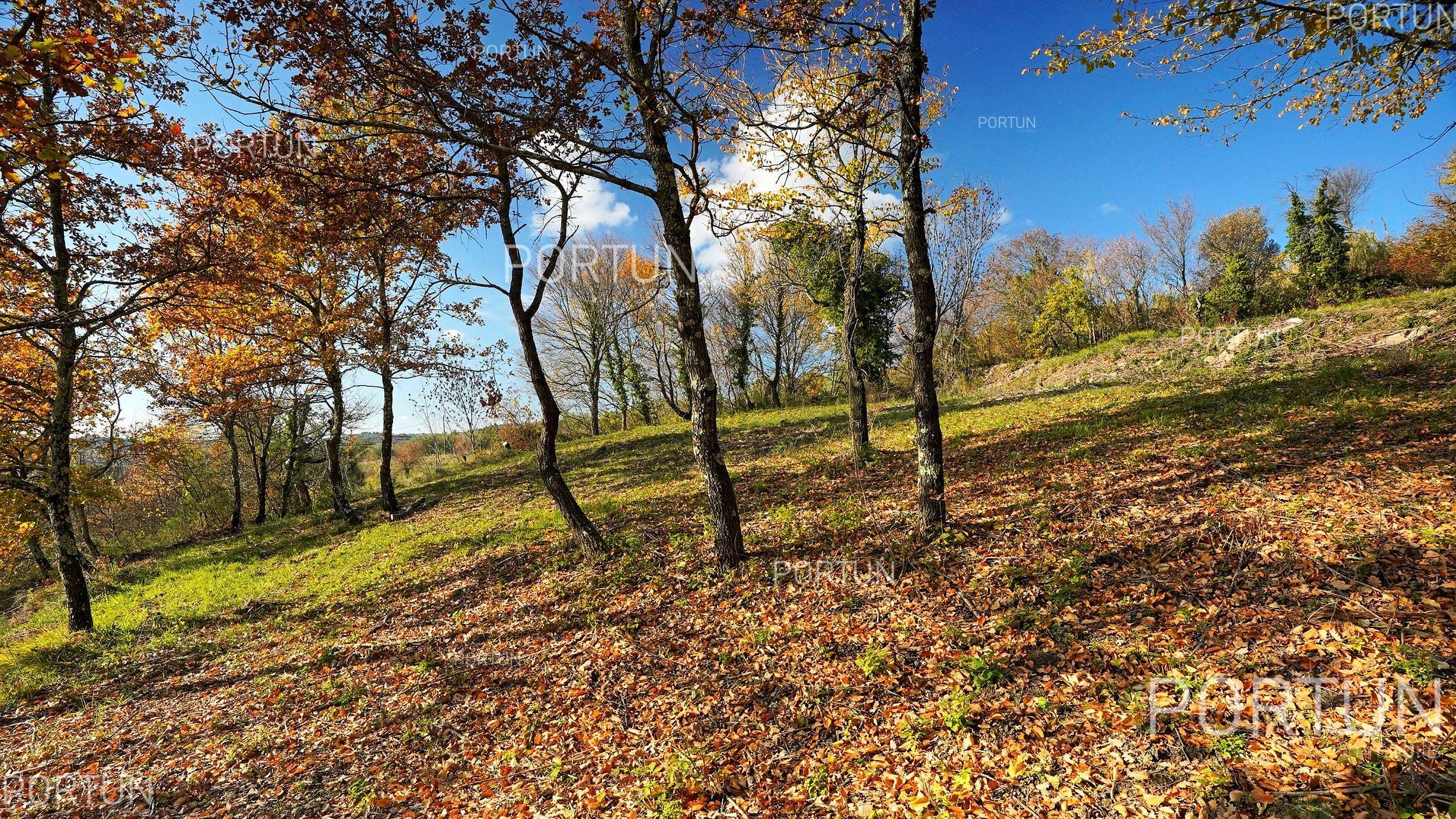 Grundstück zum Verkauf in Grožnjan - 40441 - 09