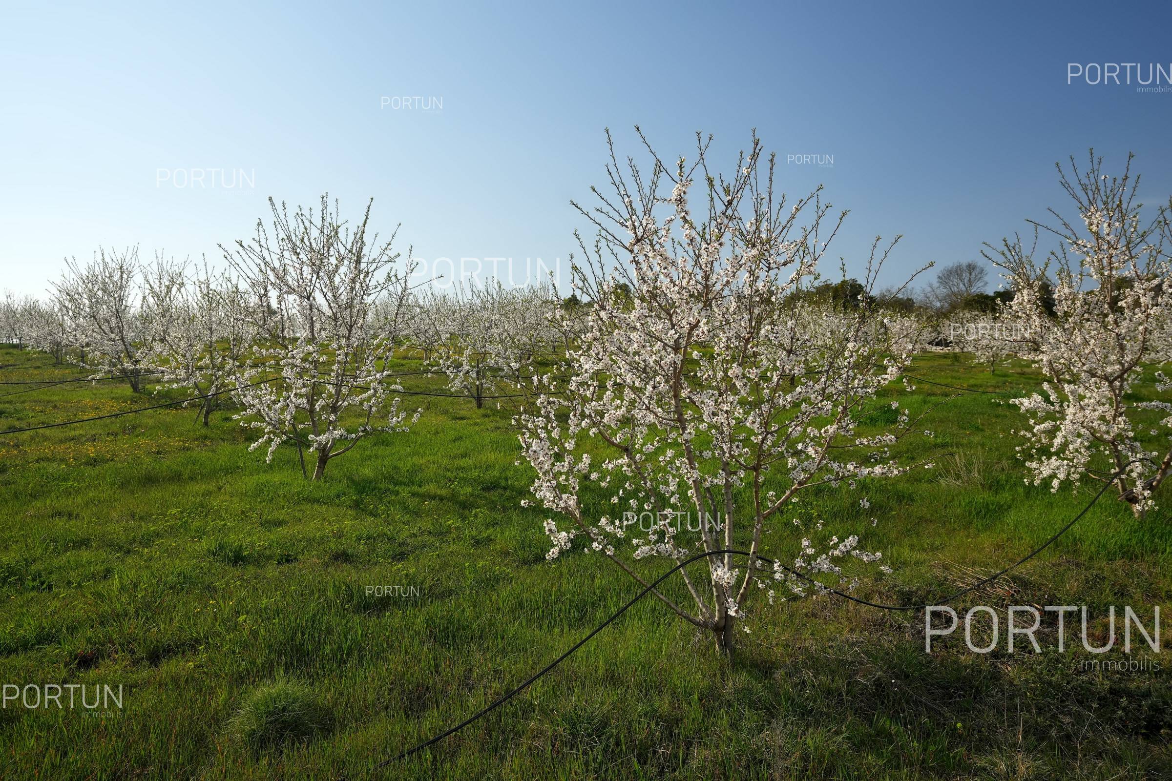 Land for sale near Rovinj 01