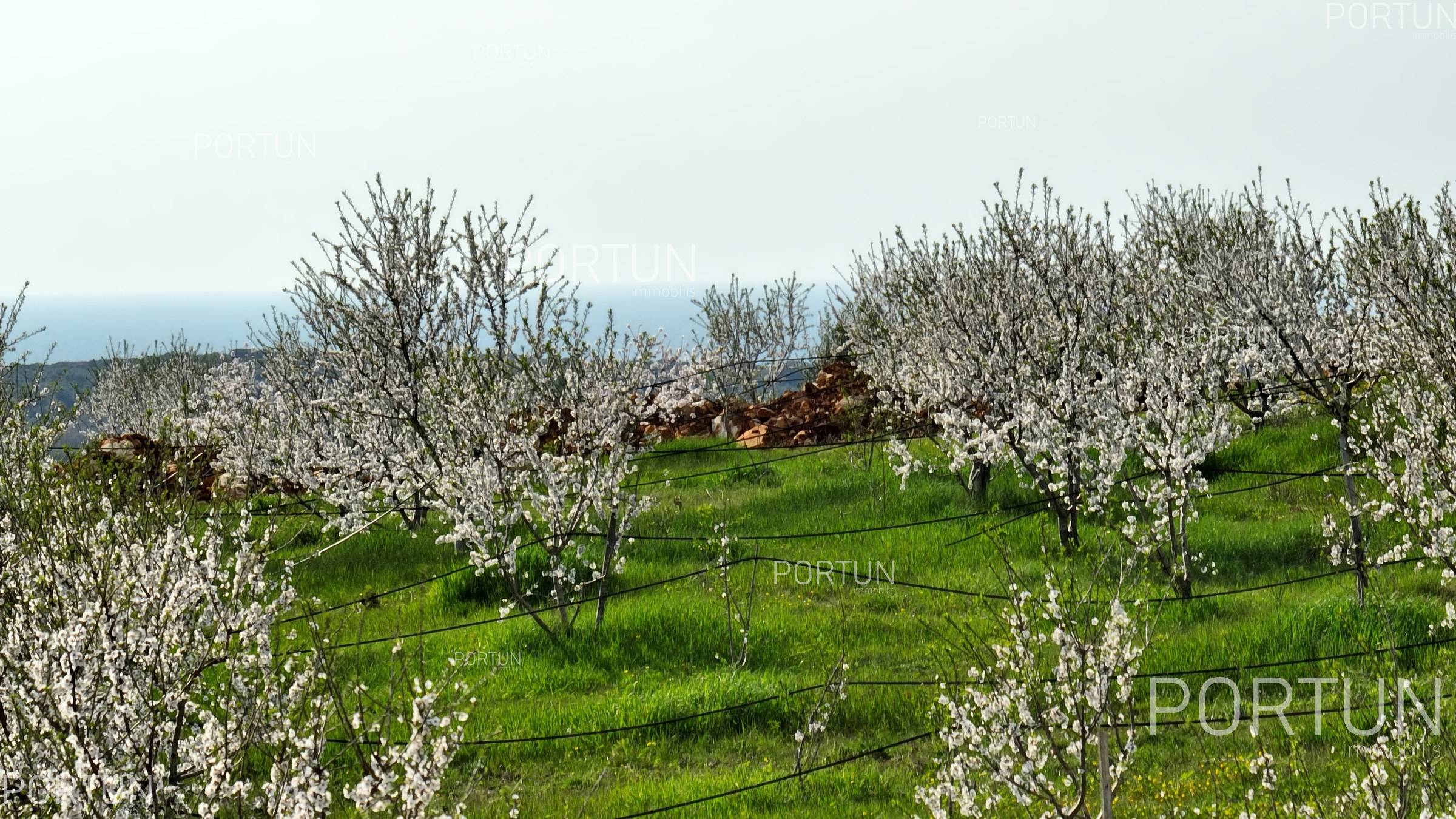 Zemljišče naprodaj v Rovinj - 40514 - 01