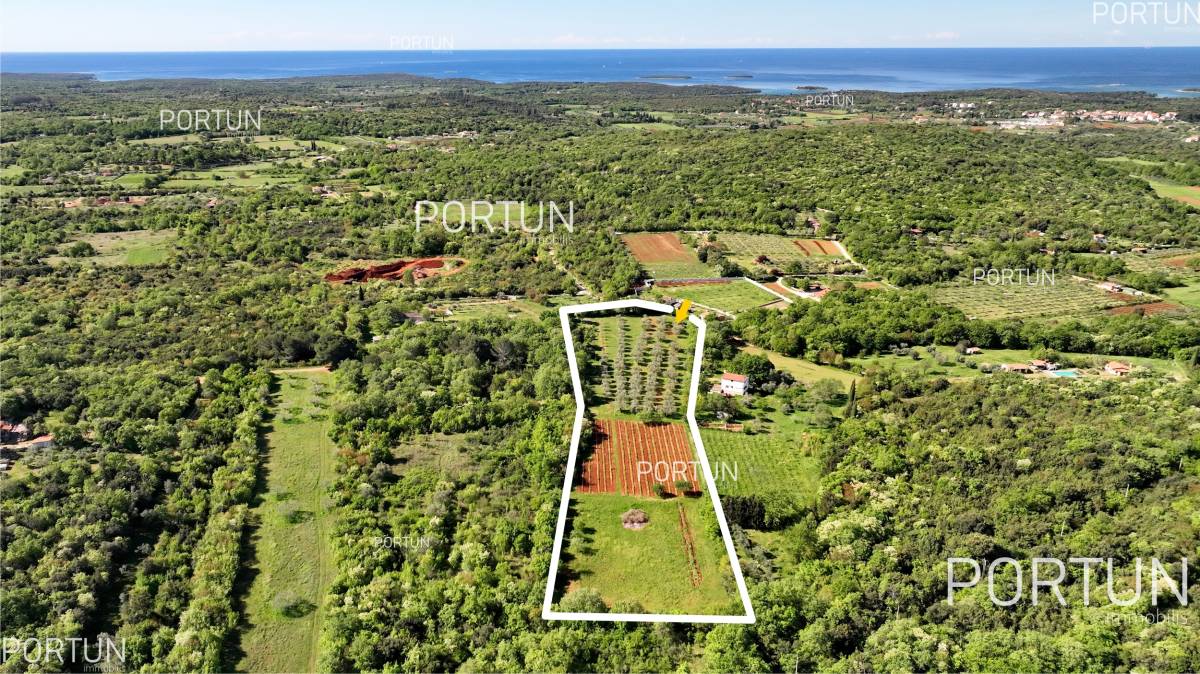 Rovinj, olive grove and vineyard	