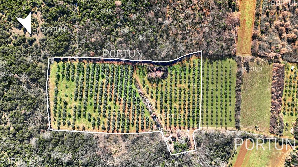 Nurished olive grove in the vicinity of Rovinj