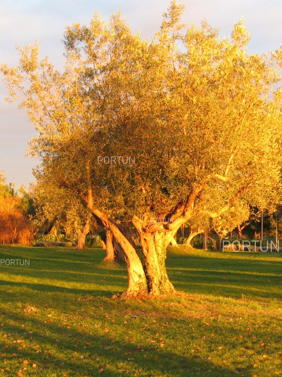 06 02 Baugrundstucke in Istrien